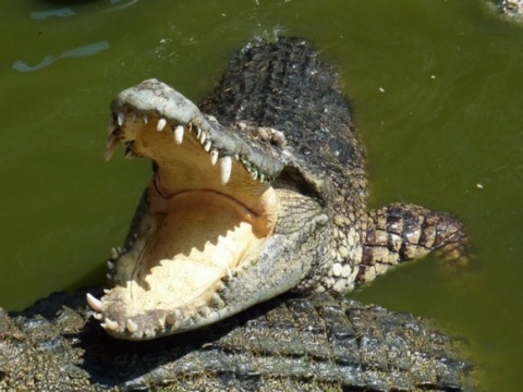 Крокодилы съели изображавшего Иисуса Христа священника.