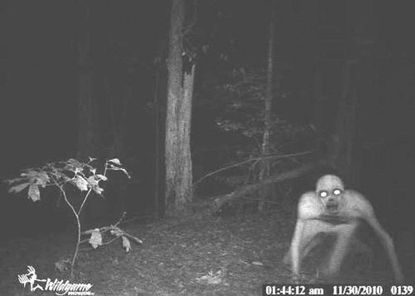 Вот что удалось запечатлеть фотоловушками в лесу ночью. Этим кадрам до сих пор нет объяснения...